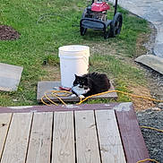 Cammy is registered to the contest to win money with this photo: animal, black_and_white, bucket, cat, construction, daylight, extension_cord, fluffy, garden, grass, lawn_mower, nature, outdoor, pet, relaxing, resting, stone_path, tool, wooden_platform, yard
