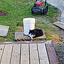 animal, black_and_white, bucket, cat, construction, daylight, extension_cord, fluffy, garden, grass, lawn_mower, nature, outdoor, pet, relaxing, resting, stone_path, tool, wooden_platform, yard