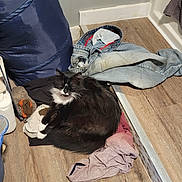 Cammy is registered to the contest to win money with this photo: cat, black_and_white, fur, clothes, laundry, floor, wooden_floor, indoor, cozy, resting, pile, basket, fabric, casual, pet, animal, relaxed, messy, home, soft