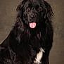 animal, black_dog, canine, companion, cute, dog, domestic_animal, fluffy_coat, friendly, fur, furry, indoors, looking_at_camera, mammal, pet, portrait, sitting, studio, tongue_out, white_patch