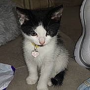 Milo joined the competition — help win amazing prizes! kitten, cat, black_and_white, collar, pet, indoor, feline, cute, small, sitting, curious, fur, whiskers, paw, heart_tag, yellow_collar, couch, shoe, pillow, domestic