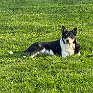 Gus is registered to the contest to win money with this photo: dog, black_and_white, grass, outdoor, animal, pet, canine, lawn, sunlight, relaxed, nature, mammal, lying_down, ears, fur, daytime, quiet, calm, watchful, park
