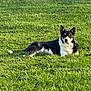 dog, black_and_white, grass, outdoor, animal, pet, canine, lawn, sunlight, relaxed, nature, mammal, lying_down, ears, fur, daytime, quiet, calm, watchful, park