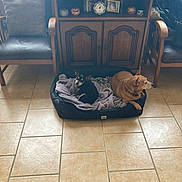 Kiko a rejoint le concours — aidez-le/la à gagner de superbes lots ! armchair, black_dog, blanket, brown_dog, clock, cozy, cushion, decor, dog, dog_bed, dogs, flooring, furniture, home_interior, living_room, pet, small_dog, television, tile_floor, wooden_cabinet