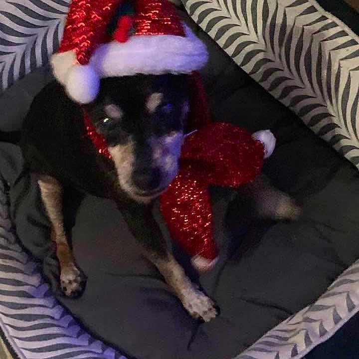Kiko a rejoint le concours — aidez-le/la à gagner de superbes lots ! accessory, animal, bed, black_dog, christmas, cozy, cute, decor, dog, festive, furry, holiday, indoor, pet, resting, santa_hat, scarf, small_dog, soft, zebra_pattern