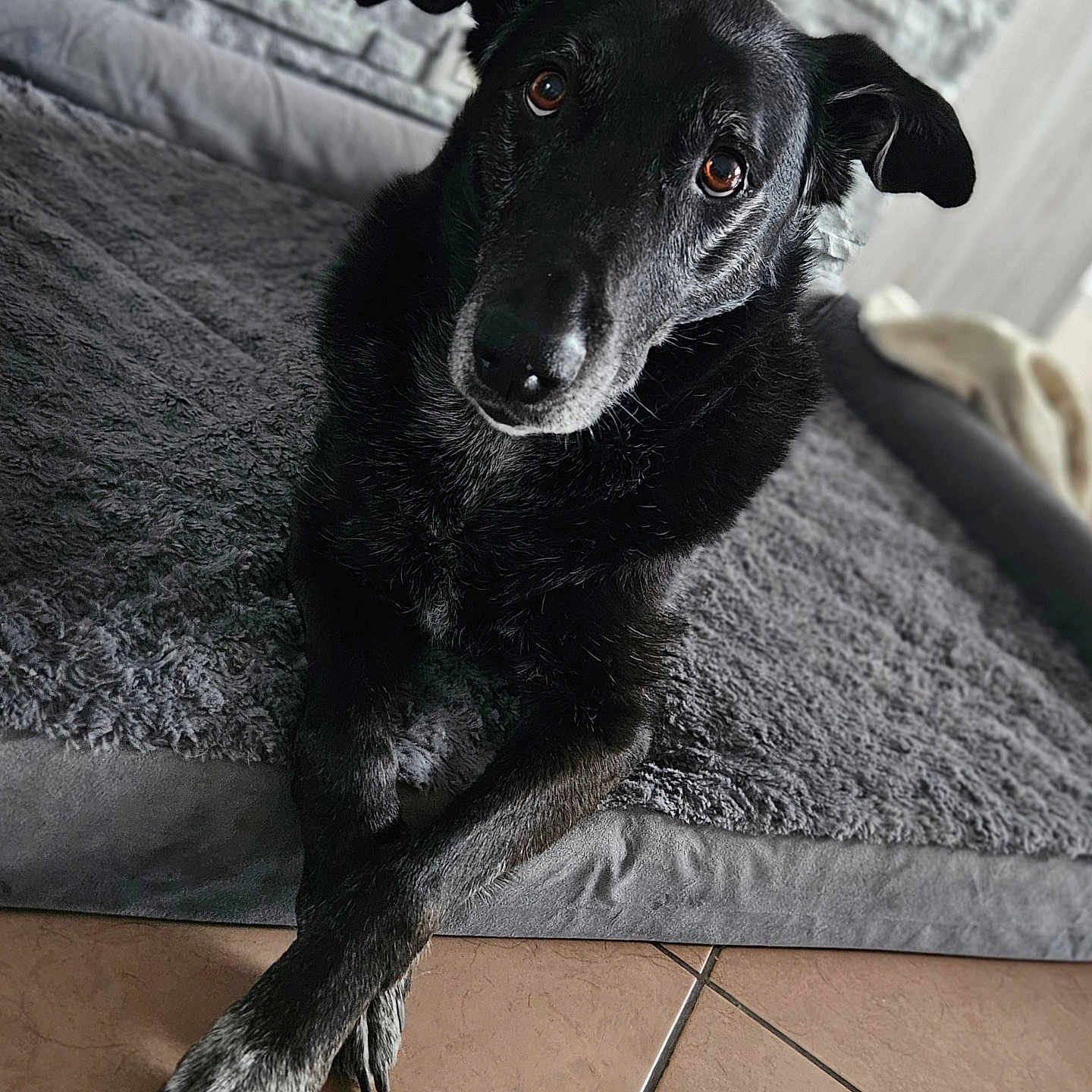 Lexy participe au concours pour gagner de l'argent avec cette photo : animal, bed, black_dog, canine, close_up, companion, cozy, crossed_paws, curious_look, dog, domestic, floor_tiles, fur, gray_bed, indoors, looking_at_camera, paws, pet, portrait, resting