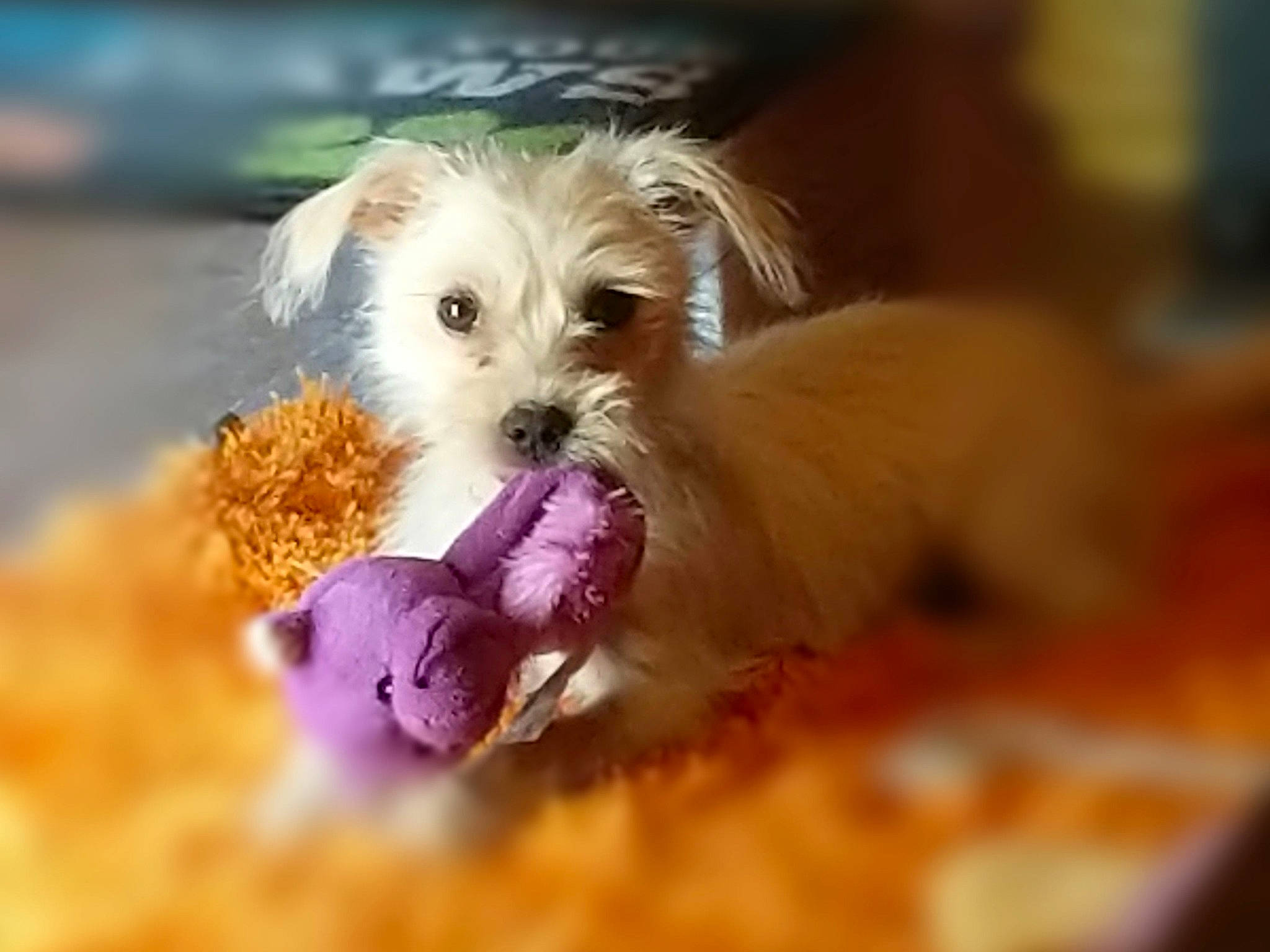 Peanut joined the competition — help win amazing prizes! canidae, carnivore, companion_dog, corn_on_the_cob, dog, dog_breed, dog_supply, fawn, fur, liver, maltepoo, pet_supply, puppy_love, small_terrier, snout, sporting_group, sweet_corn, terrier, toy_dog, working_animal