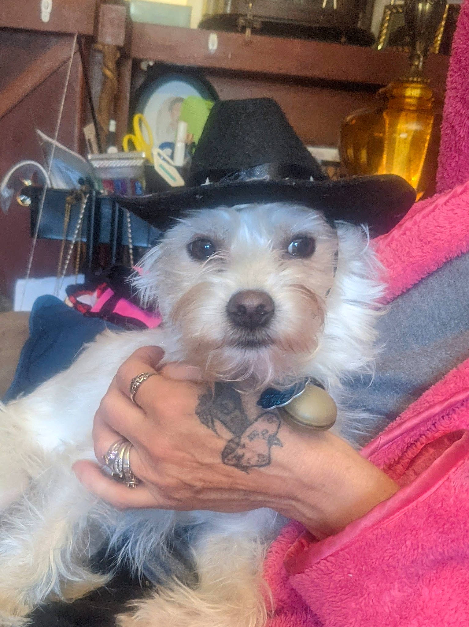 Peanut is registered to the contest to win money with this photo: beard, carnivore, chair, companion_dog, costume_hat, dog, dog_breed, dog_clothes, event, facial_hair, fashion_accessory, fedora, fun, fur, hat, party_hat, personal_protective_equipment, small_terrier, sun_hat, toy_dog