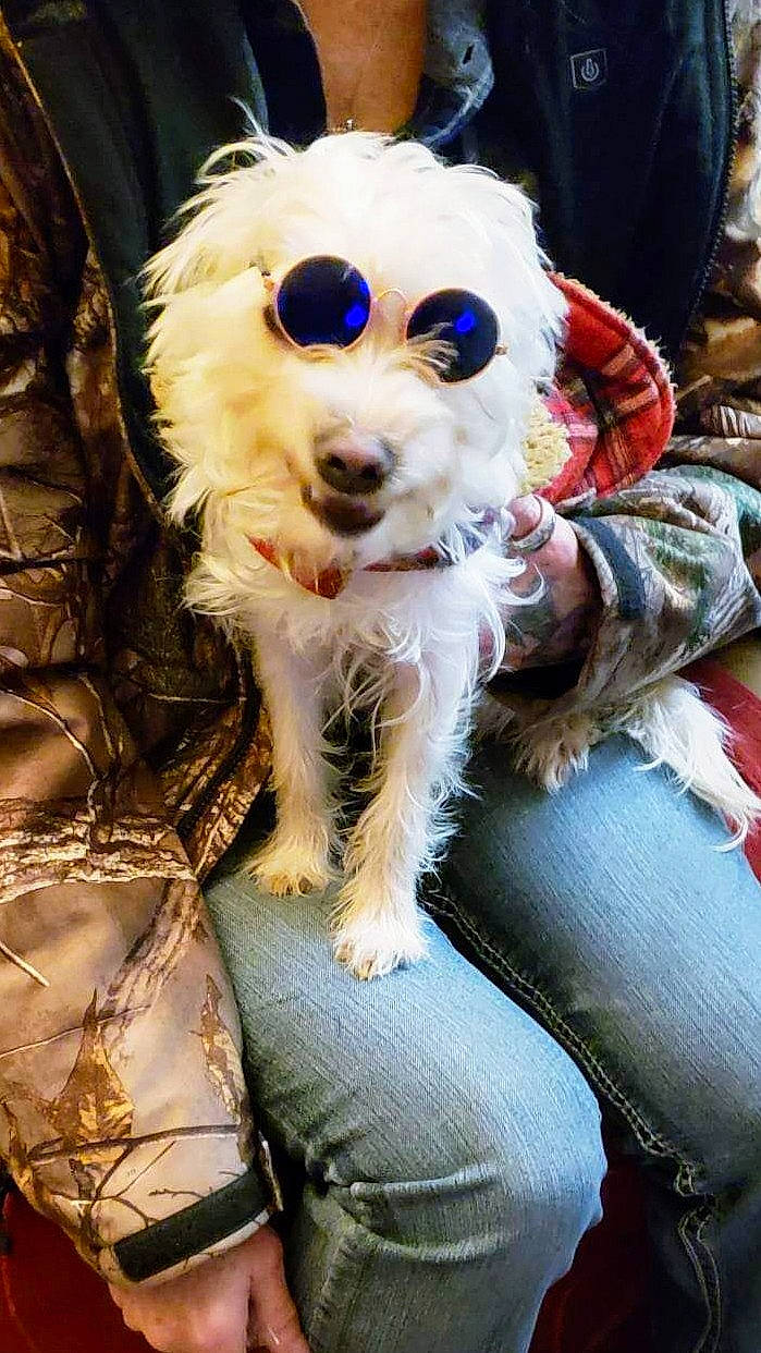 Peanut is registered to the contest to win money with this photo: canidae, carnivore, clock, collar, companion_dog, costume, dog, dog_breed, dog_collar, dog_supply, event, eyewear, fashion_accessory, fawn, fur, hat, sporting_group, terrier, toy_dog, whiskers