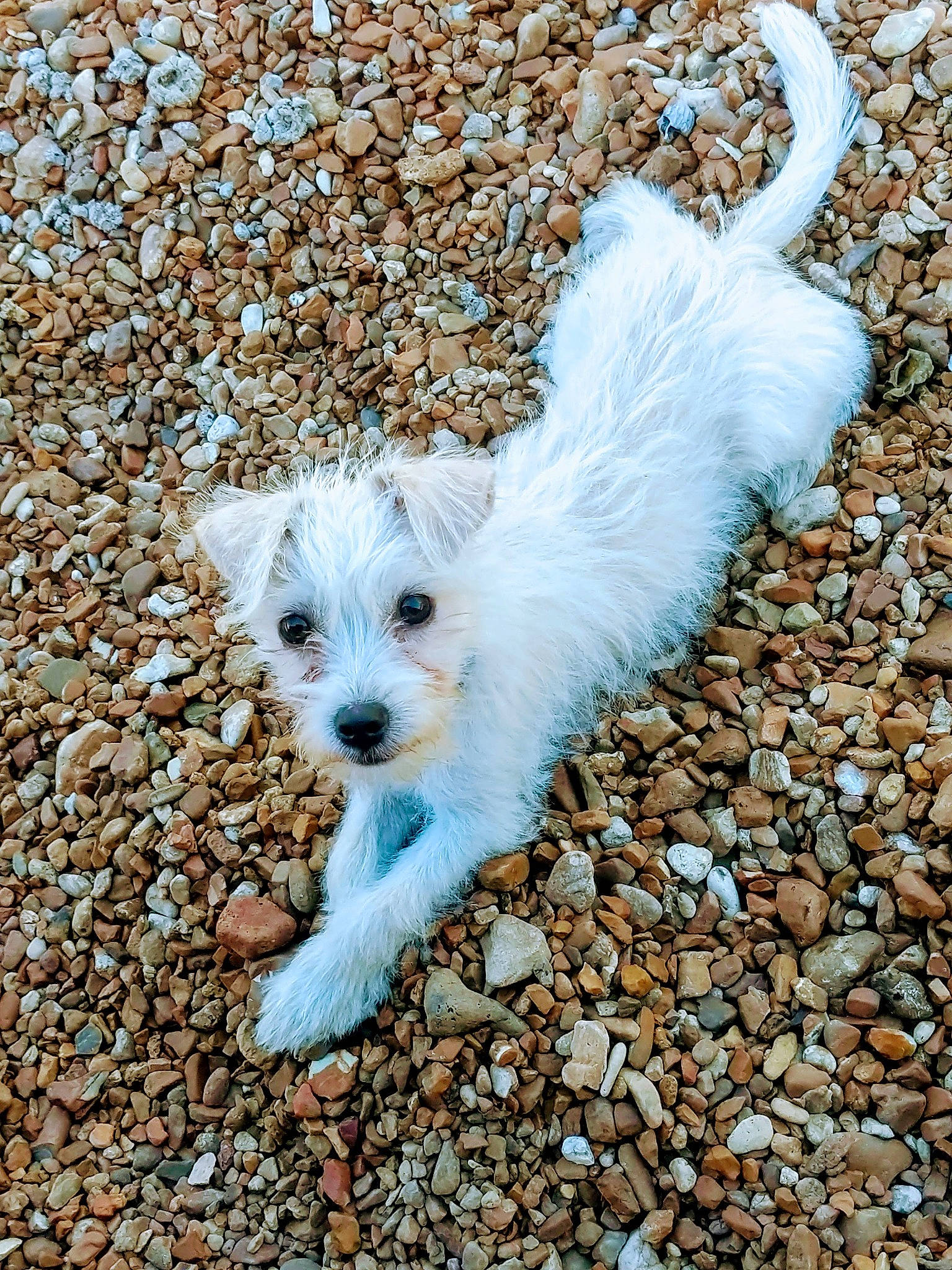 Peanut is registered to the contest to win money with this photo: canidae, carnivore, companion_dog, dog, dog_breed, dog_supply, fawn, fur, poodle_crossbreed, puppy_love, shih_poo, small_terrier, snout, soil, sporting_group, tail, terrestrial_animal, terrier, toy_dog, whiskers