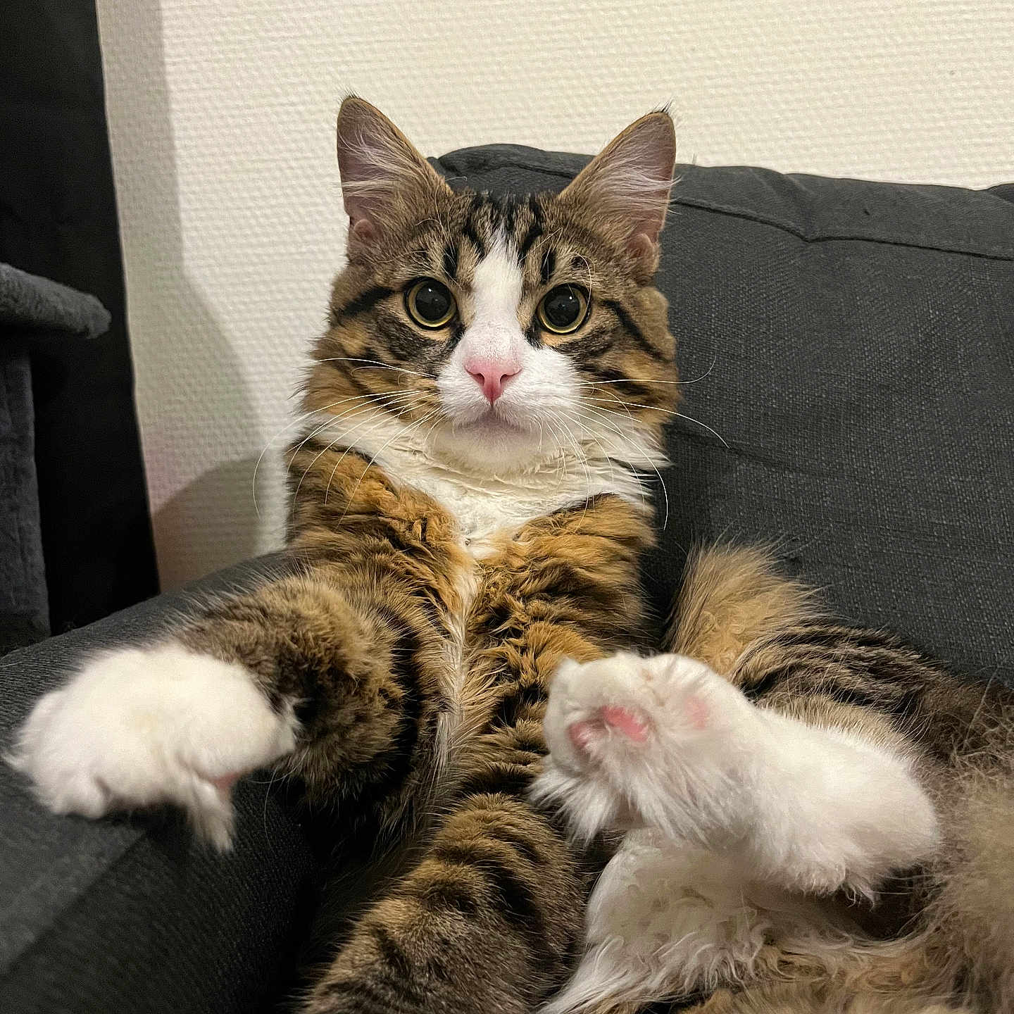 Ulyss participe au concours pour gagner de l'argent avec cette photo : abyssinian, animal, architecture, armchair, building, cat, chair, couch, cushion, furniture, homedecor, indoors, interiordesign, kitten, livingroom, manx, person, pet, room, sleeping