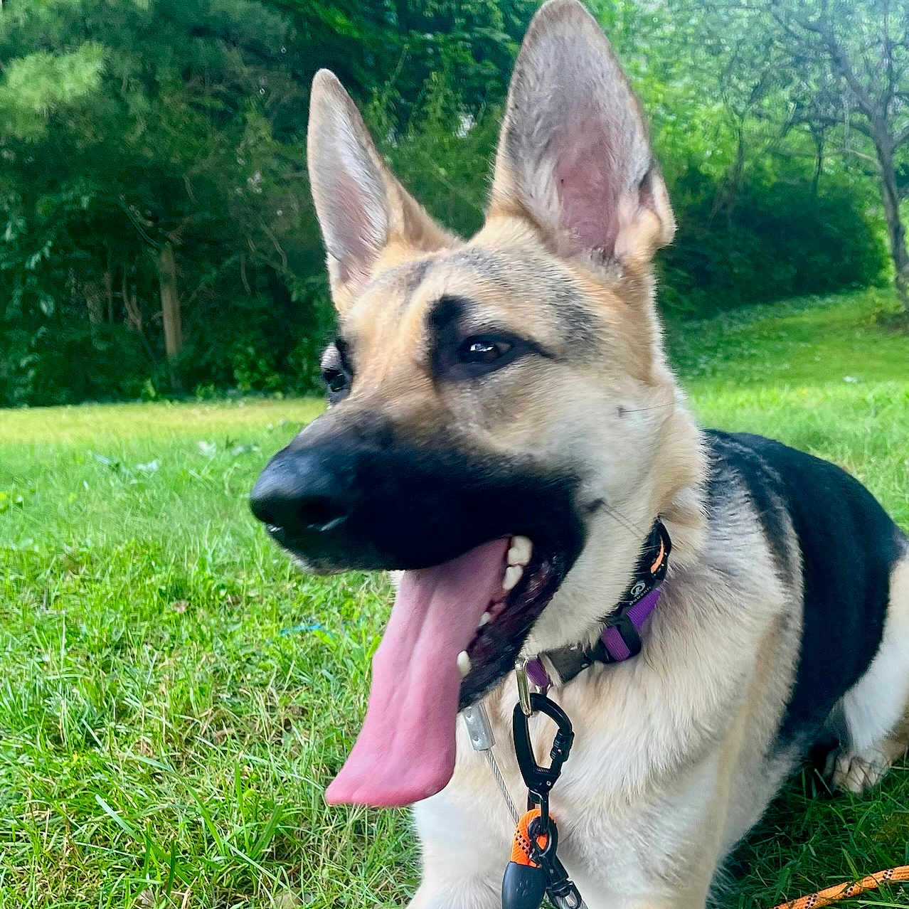 Ava is registered to the contest to win money with this photo: animal, bodypart, canine, dog, germanshepherd, grass, green, grove, land, lawn, mouth, nature, outdoors, person, pet, plant, puppy, tree, vegetation, yard