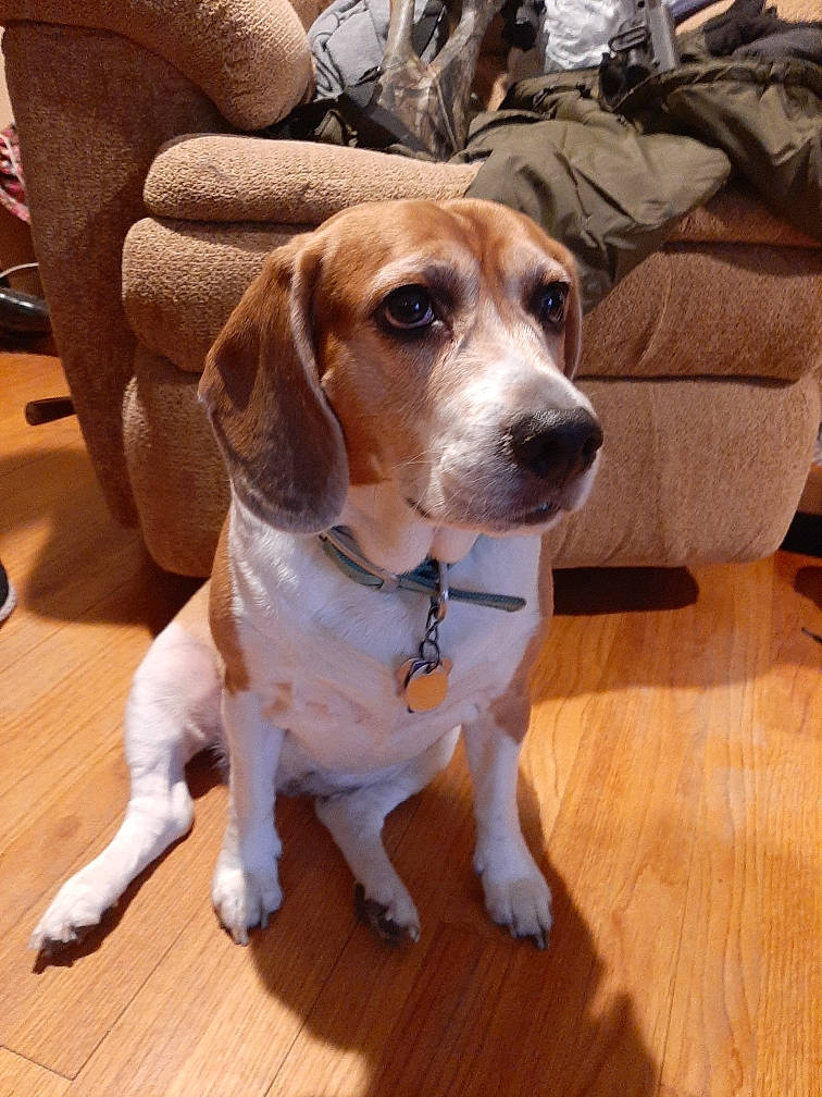 Bella is registered to the contest to win money with this photo: carnivore, collar, companion_dog, dog, dog_breed, dog_collar, door, flooring, hardwood, hound, hunting_dog, laminate_flooring, plank, scent_hound, snout, varnish, wood, wood_flooring, wood_stain, working_animal