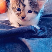 Mogli is registered to the contest to win money with this photo: kitten, cat, cute, fluffy, animal, pet, indoor, soft, blue_fabric, close_up, young, whiskers, curious, feline, small, cozy, background_blur, adorable, portrait, eyes