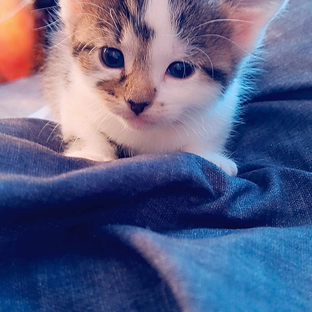 Mogli is registered to the contest to win money with this photo: kitten, cat, cute, fluffy, animal, pet, indoor, soft, blue_fabric, close_up, young, whiskers, curious, feline, small, cozy, background_blur, adorable, portrait, eyes