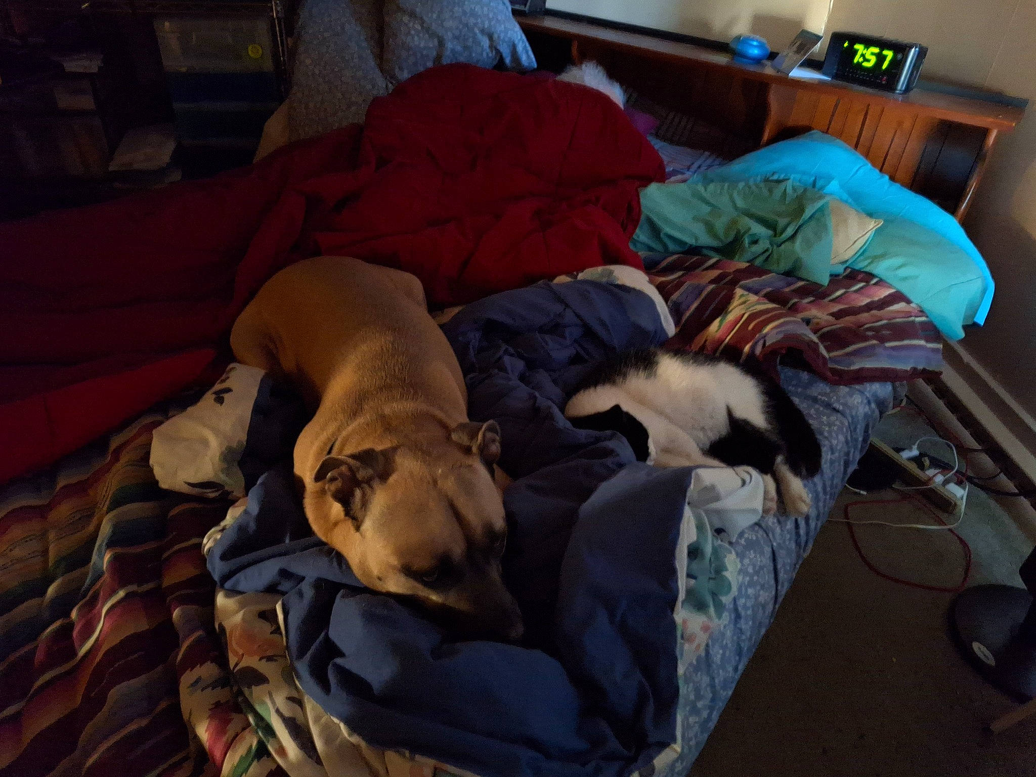 Remedy is registered to the contest to win money with this photo: bed, canidae, carnivore, cat, comfort, companion_dog, couch, dog_breed, felidae, fur, hardwood, linens, nap, pillow, room, small_to_medium_sized_cats, sporting_group, tail, whiskers, wood