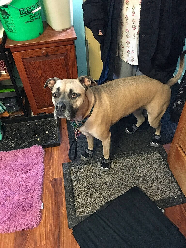 Remedy is registered to the contest to win money with this photo: bulldog, cabinetry, carnivore, collar, companion_dog, dog, dog_breed, dog_collar, dog_supply, fawn, floor, flooring, fur, hardwood, leash, pet_supply, room, snout, toy_dog, wood