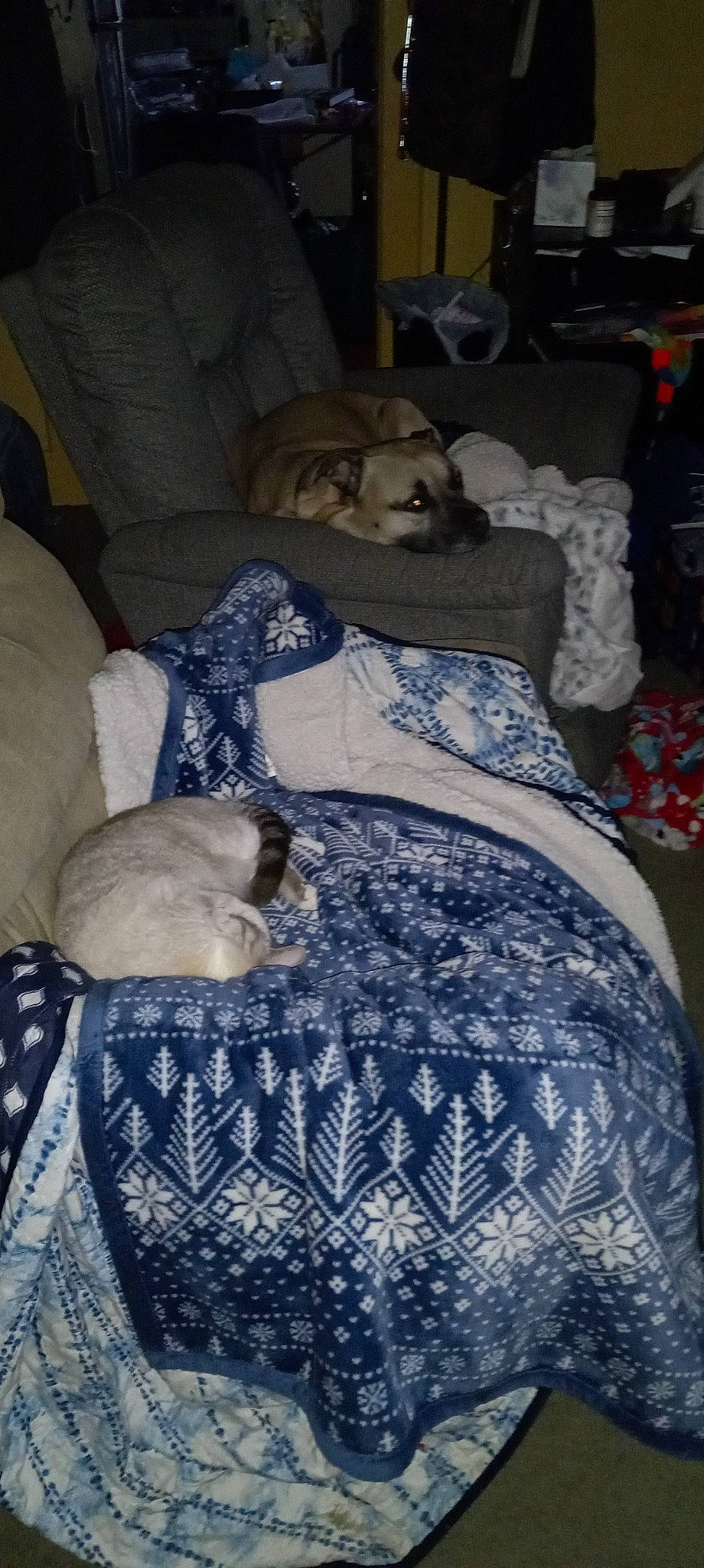 Willow is registered to the contest to win money with this photo: bed_sheet, bedding, bedroom, blanket, carnivore, comfort, companion_dog, couch, creative_arts, dog, dog_breed, felidae, fur, grey, linens, mammal, nap, pattern, room, textile