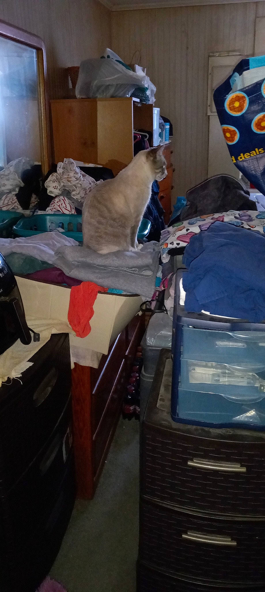 Willow is registered to the contest to win money with this photo: automotive_design, automotive_exterior, bag, baggage, carnivore, cat, comfort, curtain, felidae, gas, hood, linens, luggage_and_bags, machine, motor_vehicle, plastic, room, small_to_medium_sized_cats, windshield, wood