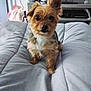 dog, small_dog, yorkie_like, pet, bed, blanket, indoor, television, tv_screen, furniture, cute, portrait, looking_at_camera, fur, ears_up, pet_bed, living_room, cozy, human_on_tv, home