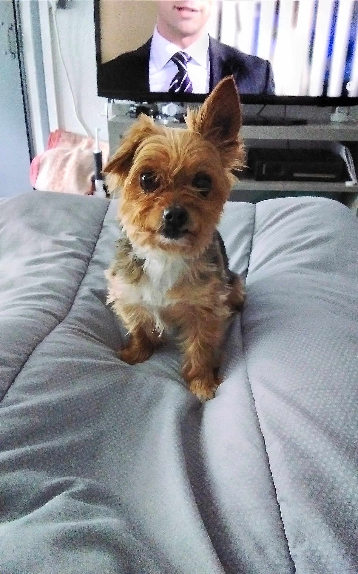 Xena a rejoint le concours — aidez-le/la à gagner de superbes lots ! dog, small_dog, yorkie_like, pet, bed, blanket, indoor, television, tv_screen, furniture, cute, portrait, looking_at_camera, fur, ears_up, pet_bed, living_room, cozy, human_on_tv, home