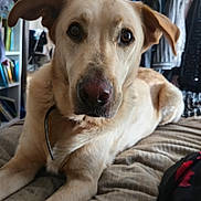 Scooby participe au concours pour gagner de l'argent avec cette photo : dog, pet, bed, indoor, brown, canine, fur, looking, closeup, animal, domestic, ears, eyes, snout, collar, resting, furniture, blanket, room, home
