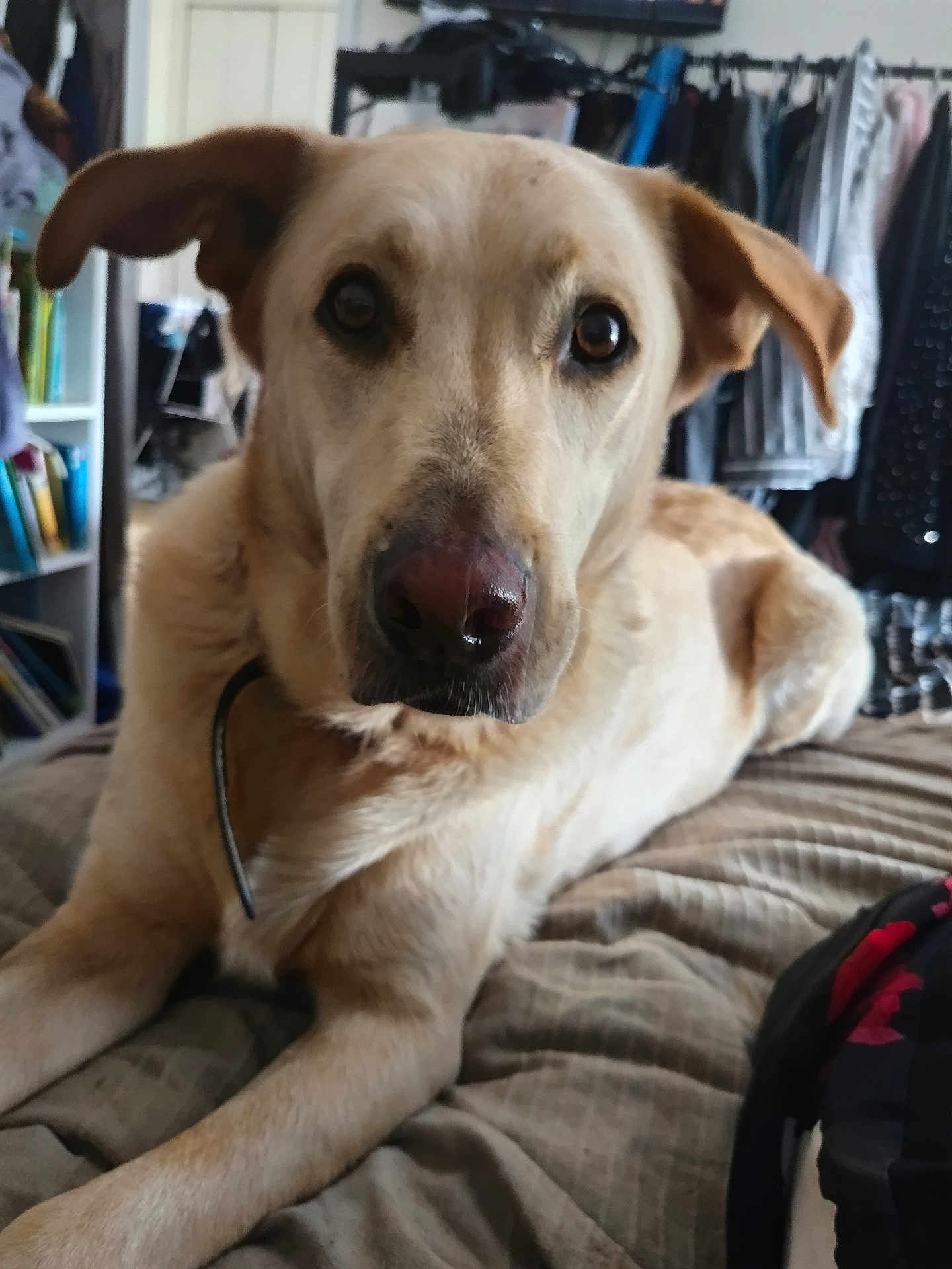 Scooby participe au concours pour gagner de l'argent avec cette photo : dog, pet, bed, indoor, brown, canine, fur, looking, closeup, animal, domestic, ears, eyes, snout, collar, resting, furniture, blanket, room, home