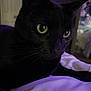 cat, black_cat, close_up, portrait, pet, feline, whiskers, green_eyes, bedroom, bedding, indoor, low_light, purple_light, cozy, fur, ears, muzzle, curious, domestic_pet, nocturnal