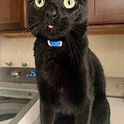 Shadow joined the competition — help win amazing prizes! black_cat, cat, tongue_out, whiskers, collar, blue_collar, green_eyes, indoor, kitchen, cabinets, countertop, appliance, washing_machine, closeup, portrait, pet, feline, sitting, curious, blurred_background