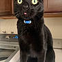 black_cat, cat, tongue_out, whiskers, collar, blue_collar, green_eyes, indoor, kitchen, cabinets, countertop, appliance, washing_machine, closeup, portrait, pet, feline, sitting, curious, blurred_background