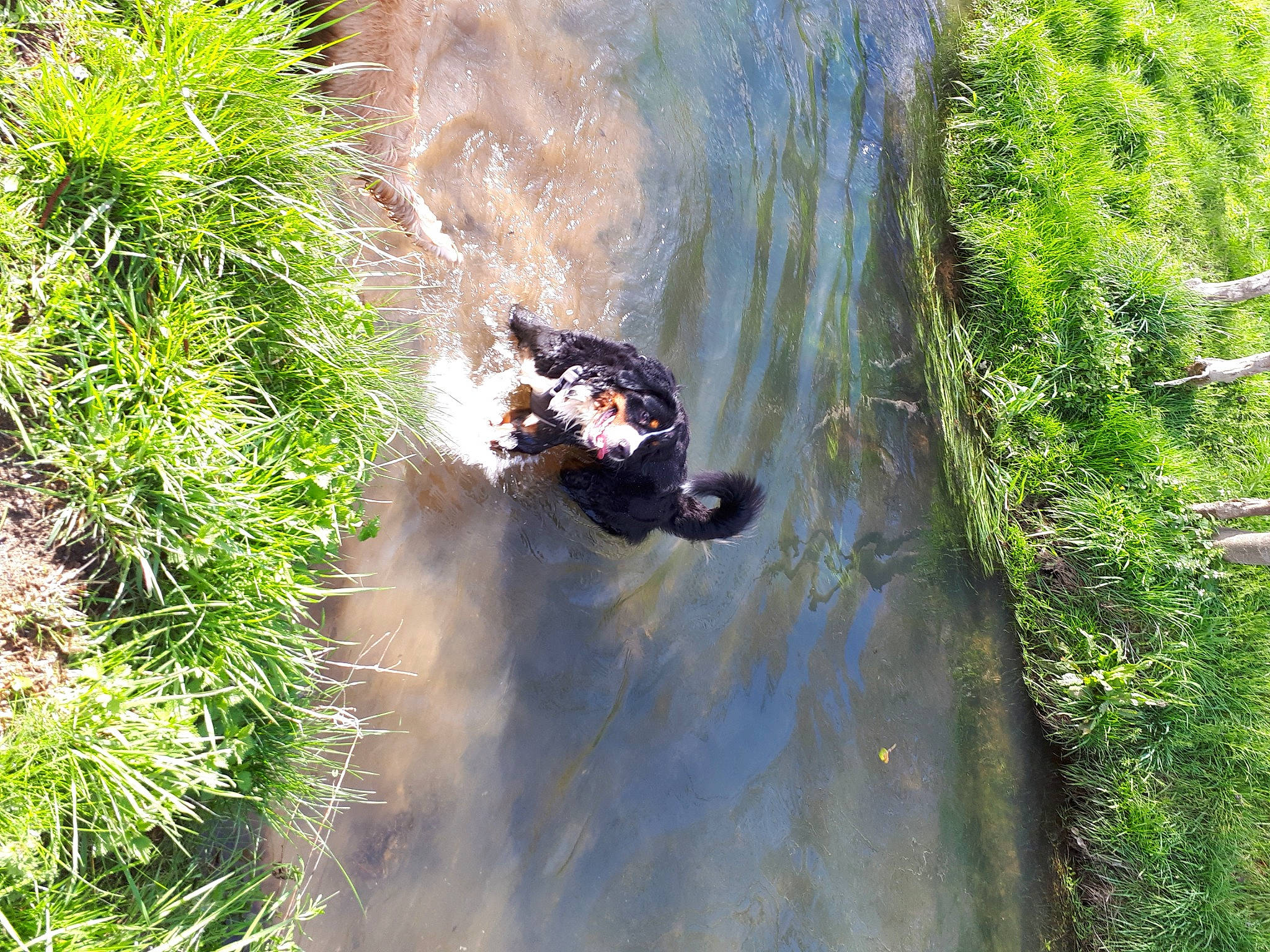 Uskana Keyra participe au concours pour gagner de l'argent avec cette photo : bank, beak, dog, grass, lake, landscape, nature_reserve, plant, recreation, reflection, riparian_zone, terrestrial_plant, tire, tree, trunk, water, water_resources, watercourse, wetland, working_animal