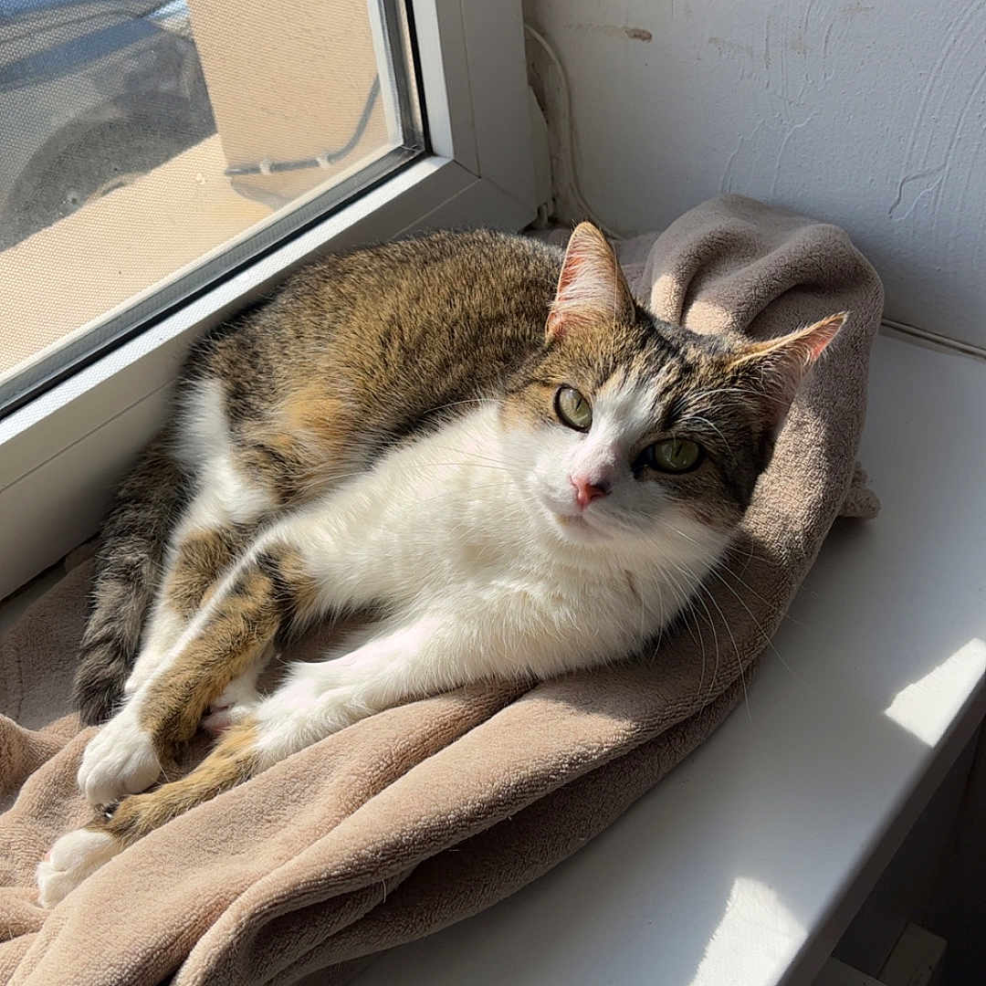 Ruby participe au concours pour gagner de l'argent avec cette photo : abyssinian, animal, blanket, car, cat, couch, furniture, hardwood, homedecor, kitten, laundry, linen, manx, pet, siamese, transportation, vehicle, window, windowsill, wood