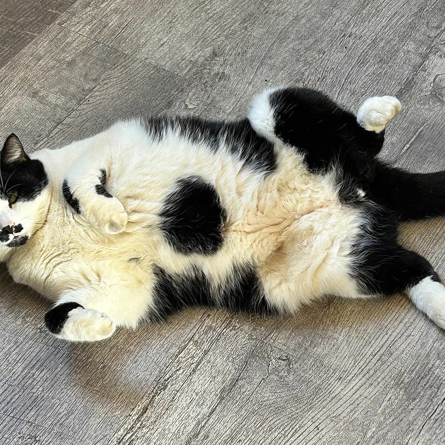 Mustachio joined the competition — help win amazing prizes! animal, black_and_white, cat, closeup, cute, domestic, feline, floor, fluffy, fur, indoor, lying_down, mammal, paws, pet, playful, relaxed, resting, sleepy, whiskers