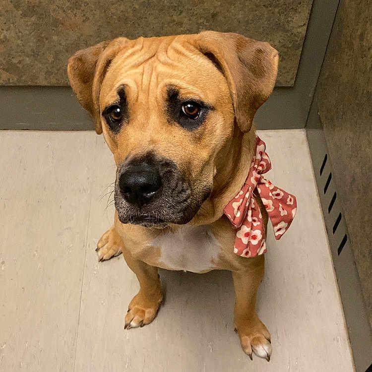 Stella is registered to the contest to win money with this photo: dog, bow, red_bow, floor, tile_floor, indoor, pet, cute, waiting, brown_dog, ears, animal, companion, looking_up, adorable, sitting, expression, face, snout, paw