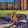 Stella is registered to the contest to win money with this photo: dog, leash, brick_wall, grass, tree, building, sidewalk, sunlight, shadow, outdoor, park, happy, pet, nature, spring, smiling, canine, daylight, animal, sitting