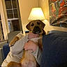 dog, person, living_room, lamp, couch, indoor, window, wall_art, hand, sitting, casual_clothing, relaxing, pet, furniture, home, animal, cozy, brown_dog, human, evening