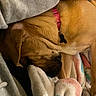 dog, sleeping, blanket, human_arm, collar, indoor, cozy, rest, fur, pet, comfort, closeup, warmth, relaxation, animal, snuggling, soft_texture, casual, domestic, resting