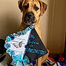 Stella is registered to the contest to win money with this photo: dog, graduation_cap, blue_flowers, butterfly, decorated_cap, brown_dog, indoor, blanket, text, celebration, achievement, ribbon, seated, pet, animal, cute, portrait, message, motivational, facing_camera