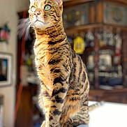Kiki a rejoint le concours — aidez-le/la à gagner de superbes lots ! alert, animal, bengal_cat, blurred_background, cat, closeup, curious, domestic_cat, feline, fur, furniture, green_eyes, house, indoor, pet, portrait, sitting, striped, sunlight, whiskers
