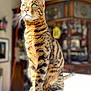 alert, animal, bengal_cat, blurred_background, cat, closeup, curious, domestic_cat, feline, fur, furniture, green_eyes, house, indoor, pet, portrait, sitting, striped, sunlight, whiskers
