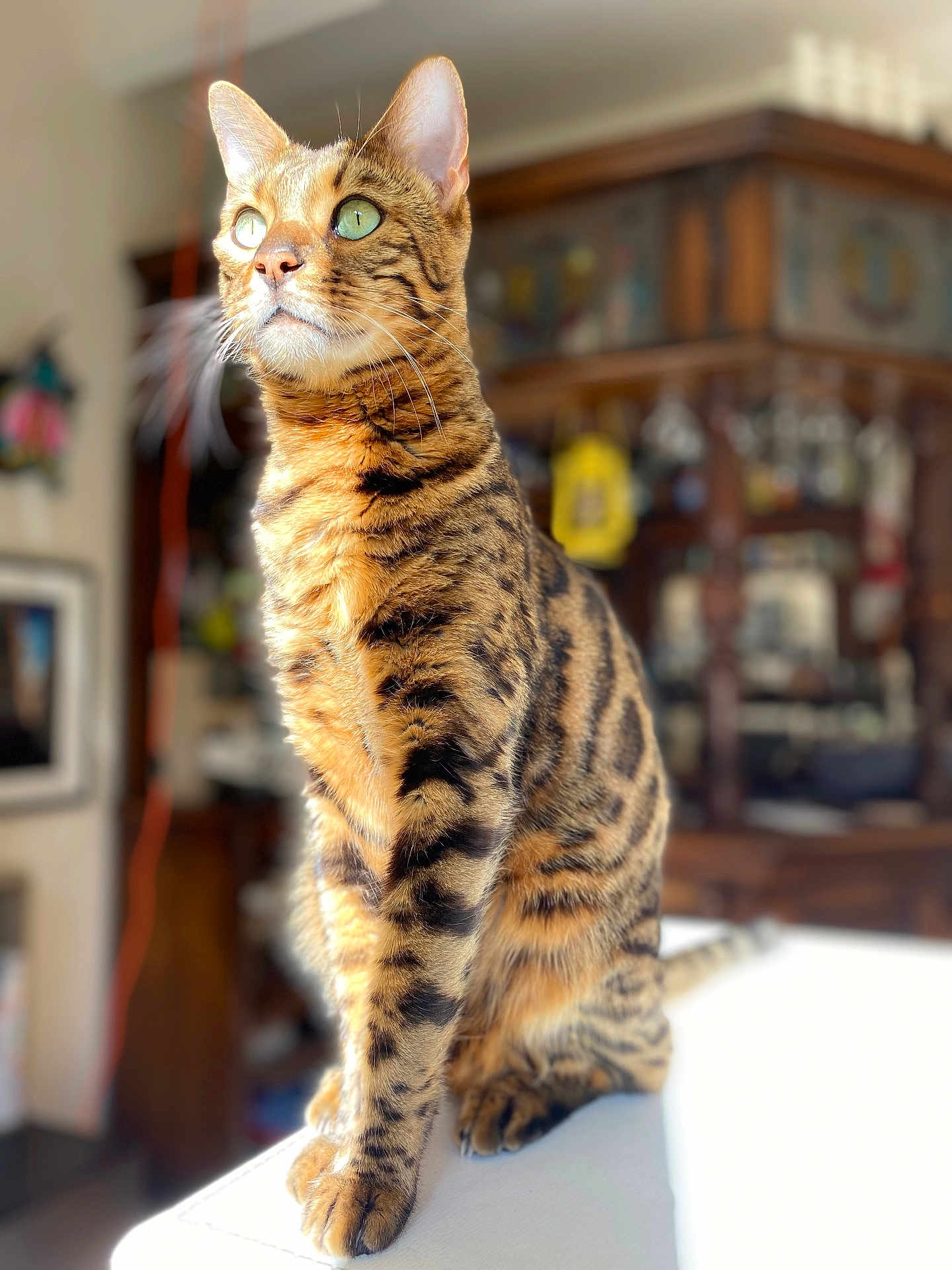 Kiki