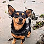 animal, beach, black_dog, canine, closeup, collar, cute, dog, ears, fur, nature, outdoor, pet, portrait, sand, seaweed, sitting, small_dog, tan_dog, whiskers