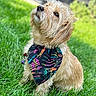 animal, bandana, canine, colorful, cute, daylight, dog, ears, fluffy, fur, grass, greenery, looking_up, nature, outdoor, pet, portrait, sitting, small_dog, whiskers