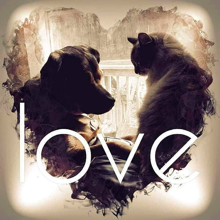 Chaos is registered to the contest to win money with this photo: art, canidae, carnivore, companion_dog, dog, dog_breed, dog_collar, font, fur, happy, liver, monochrome_photography, rectangle, snout, sporting_group, square, still_life_photography, tints_and_shades, visual_arts, working_animal