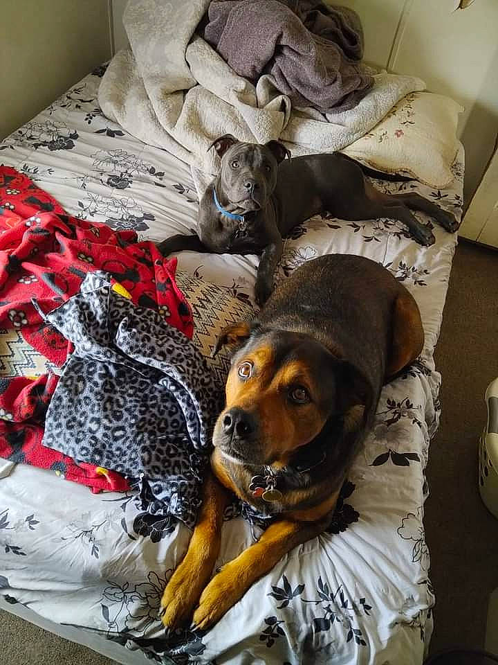 Chaos is registered to the contest to win money with this photo: bag, bed_sheet, bedding, canidae, carnivore, comfort, companion_dog, dog, dog_breed, fawn, fur, grey, linens, luggage_and_bags, nap, pattern, plaid, sleeve, sporting_group, working_animal