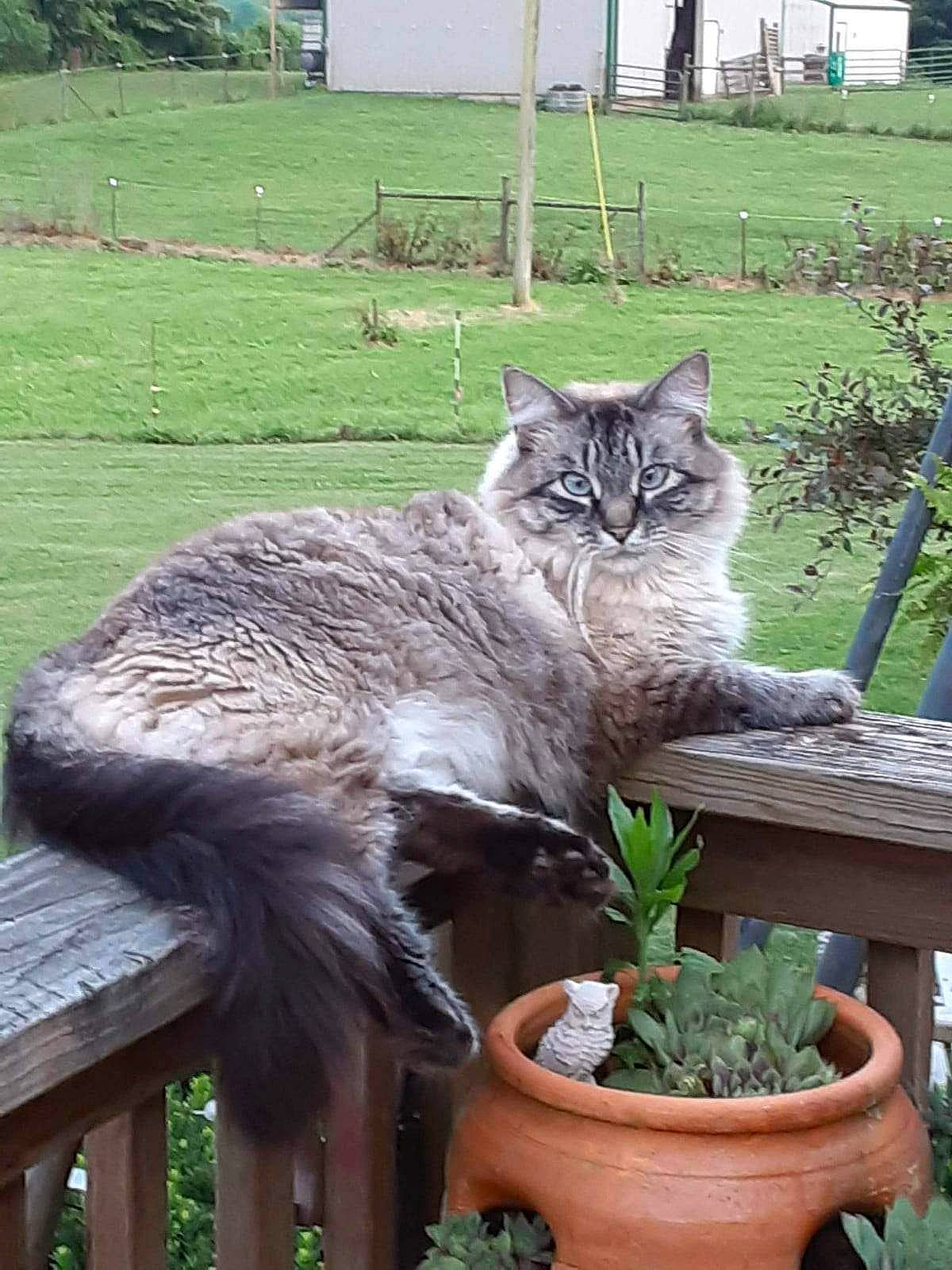 Little Man joined the competition — help win amazing prizes! annual_plant, carnivore, cat, domestic_short_haired_cat, felidae, flowerpot, fur, grass, groundcover, houseplant, plant, sitting, small_to_medium_sized_cats, tail, terrestrial_animal, terrestrial_plant, whiskers, wildlife, window, wood