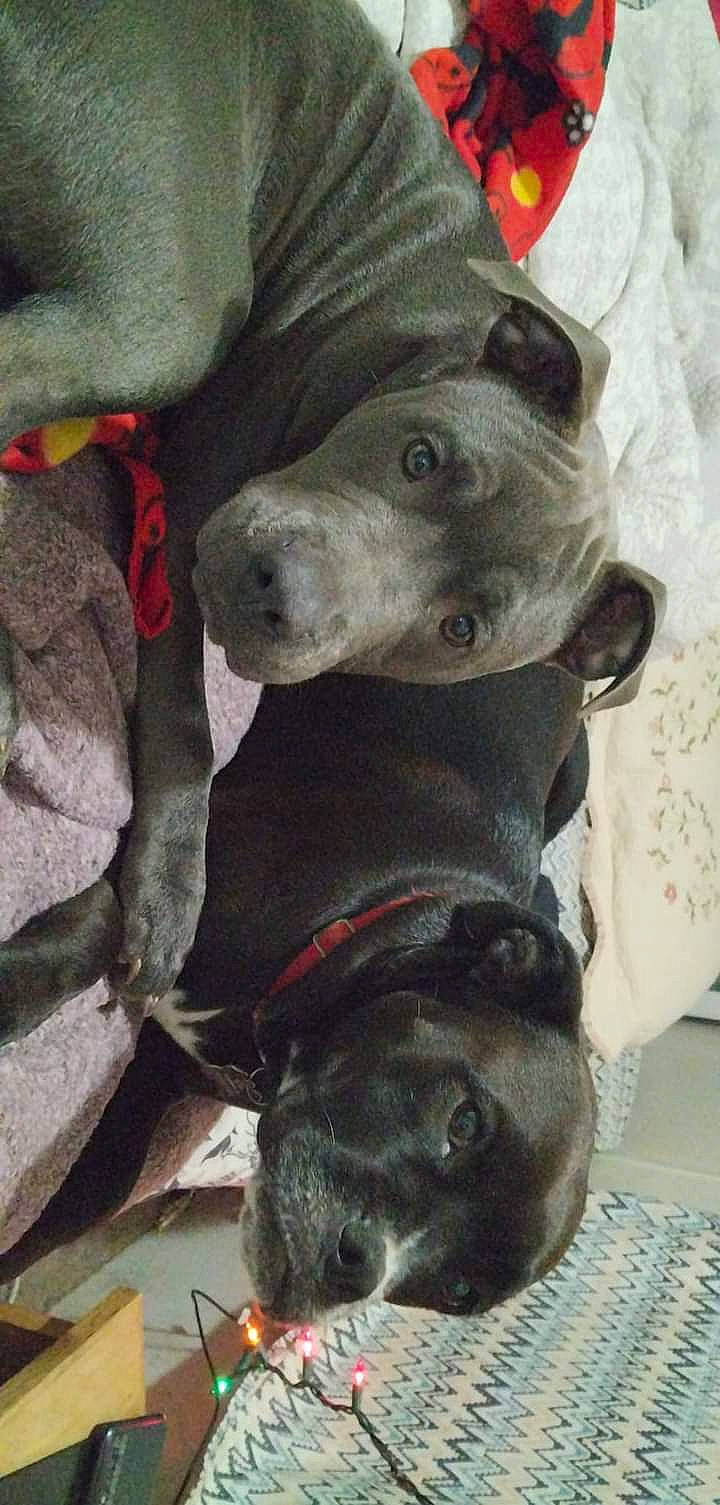 Titus joined the competition — help win amazing prizes! canidae, carnivore, collar, companion_dog, dog, dog_breed, dog_collar, fawn, fur, grey, leash, non_sporting_group, pet_supply, snout, sporting_group, terrestrial_animal, working_animal