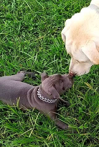 Titus is registered to the contest to win money with this photo: canidae, carnivore, collar, companion_dog, dog, dog_breed, dog_collar, fawn, felidae, fur, grass, grass_family, gun_dog, plant, snout, sporting_group, tail, terrestrial_animal, whiskers, working_animal