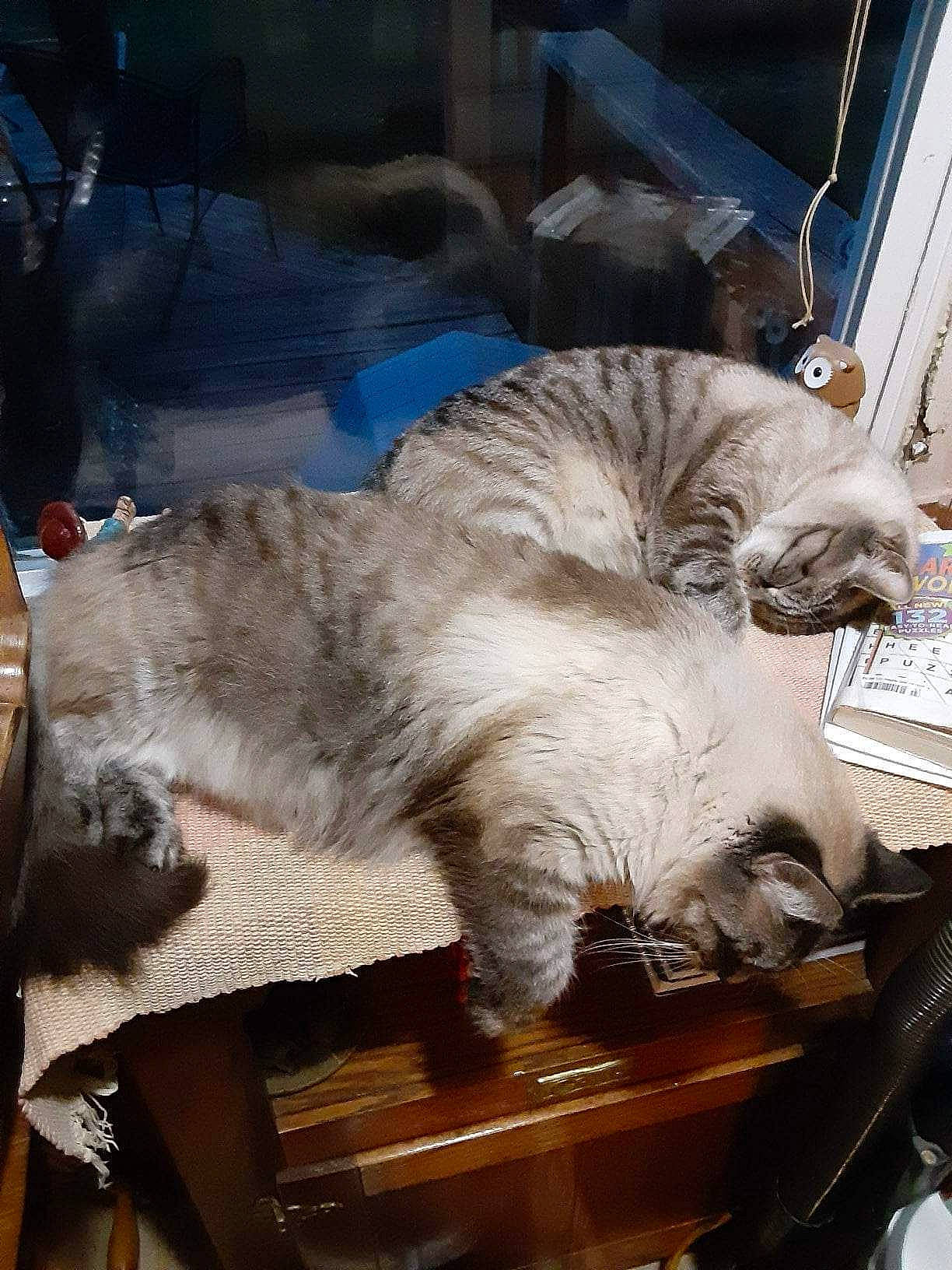 Miracle joined the competition — help win amazing prizes! carnivore, cat, chair, claw, comfort, domestic_short_haired_cat, fawn, felidae, fur, lap, metal, small_to_medium_sized_cats, tail, vehicle, whiskers