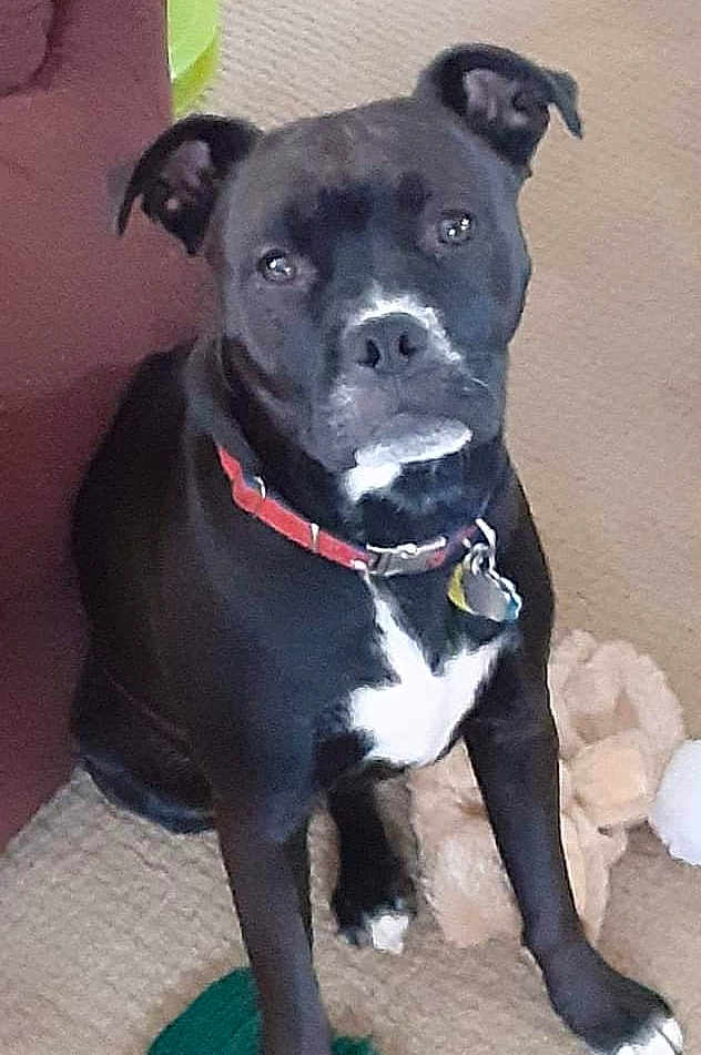 Nova